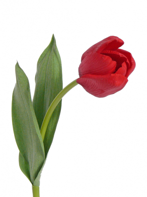 Тюльпан Королевский Royal искусственный Real-touch 5Dx48H красный (2 листа)