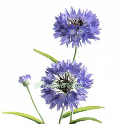 Василек 62H голубой (3 искусственных цветка + 1 бутон) 1