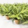 Куст травы Папоротник искусственный в цинковом кашпо Н25 см