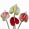 Антуриум цветок искусственный светло-розовый D12 Н60 см