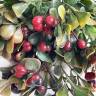 Куст Клюквы искусственный с красными ягодами, 5 веток,Н30 см