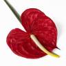 Антуриум цветок искусственный красный D12 Н60 см