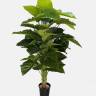 Алоказия крупнокорневая искусственное дерево 52 листа, D90 Н160 см