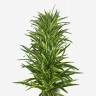 Трава хлорофитум хохлатый Оушен кустовой  искуственный  в модуле  L100  W10 H10 см