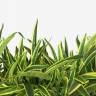 Трава хлорофитум хохлатый Оушен кустовой  искуственный  в модуле  L100  W10 H10 см