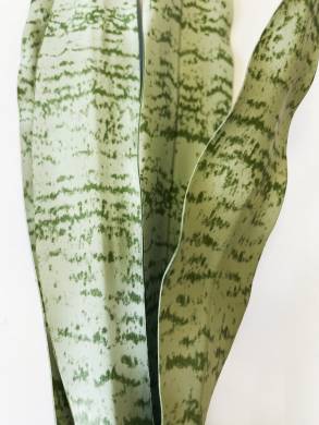 Сансевиерия искусственная (щучий хвост) трехполосная серебристая, куст, св.зеленая Н64 см