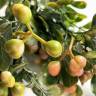 Куст Клюквы искусственный с розово-зелеными ягодами, 5 веток, Н30 см