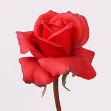 Роза Каролина искусственная real-touch 70H красный