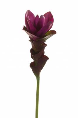 Куркума 60H фиолетовый искусственный цветок