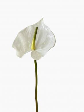 Антуриум цветок искусственный белый Н80 см
