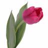 Искусственный тюльпан Real-touch Королевский "Royal" 5Dx48H темно-розовый