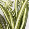 Хлорофитум Хохлатый куст искусственный зелено-белый, D50 Н55 см