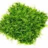 Газон - коврик модульный из искусственной травы папоротник, туя с солнцезащитным покрытием (UV) 50х50х8Н