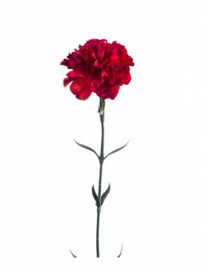 Гвоздика искусственная цветок 65H красная