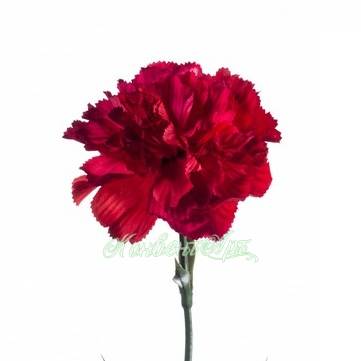 Гвоздика искусственная цветок 65H красная