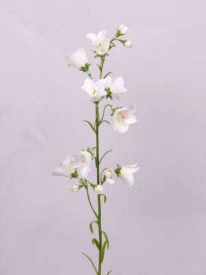 Колокольчик искусственный 66H белый (8 цветков)