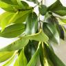 Ветка декоративная с зелеными листочками Лигуструма (Бирючина) Н75 см