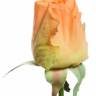 Искусственная роза для декора real-touch "Джой" 68 см корраловая (бутон)