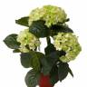 Гортензия Премиум искусственный цветок 36H лайм (в кашпо)
