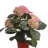 Гортензия Премиум искусственный цветок 36H розово-зеленая (в кашпо)