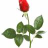 Искусственная Роза красная "Джой" real-touch 68H (бутон) 