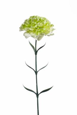 Гвоздика искусственная цветок 65H зеленая