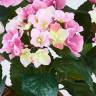 Гортензия искусственная 40H розовая (куст 5 цветков без кашпо)