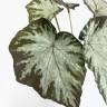 Бегония Королевская Рекс куст искусственный 6 листов,бело-зеленая Д25 Н28см