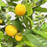 Лимонное дерево с плодами искусственное Д70 Н120 см