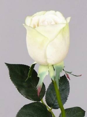 Искусственная роза для декора real-touch "Джессика" D5*H72 см зелено-белая