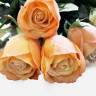 Искусственная роза для декора real-touch "Джессика" 5D*72H персиковая