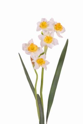 Нарцисс "DE LUXE" 53H желто-белый (5 искусственных цветков + 2 бутона + 3 листа)
