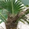 Пальма искусственная Вашингтония 9 листов Н130 см кашпо CUBE SLIM 35,5х35,5х44Н терракотовый