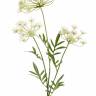 Укроп (Dill) искусственный цветок 80H белый (2 цветочка)