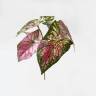 Каладиум (Крылья Ангела) куст искусственной зелени, 6 листов, розовый D25 Н28 см