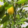 Лимонное дерево с плодами  искусственное  Н150см кашпо Ротанг   30х30х57Н антрацит