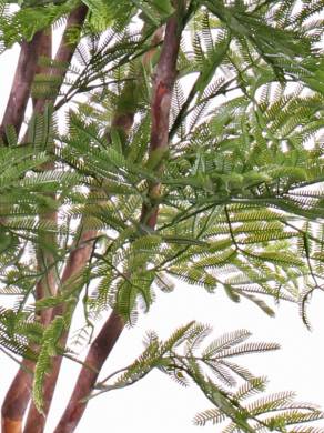 Мимоза искусственное дерево с солнцезащитным покрытием UV, ствол натуральный D75-80 см Н110 см