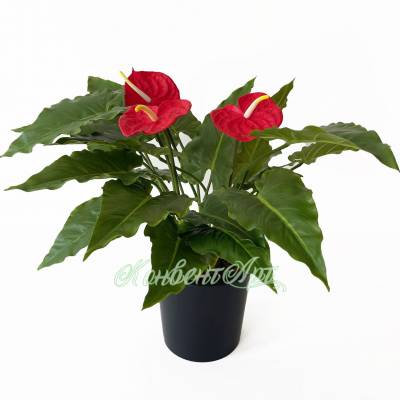 Антуриум цветущий красный искусственное растение для декора D70 H60 см