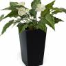 Антуриум цветущий белый искусственное растение для декора D70 H60 см