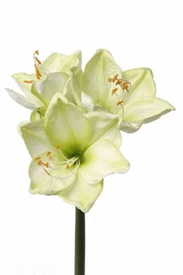 Амариллис искусственный цветок Лиза 18Dx54H лайм (3 цветка + 1 бутон)