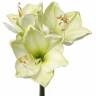 Амариллис искусственный цветок "Лиза" 18Dx54H лайм (3 цветка + 1 бутон)