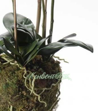 Орхидея искусственная Фаленопсис с корнями и листьями в торфе цв. белый Н145 см