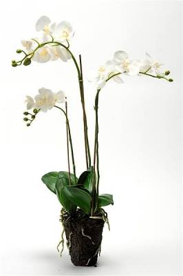 Орхидея искусственный цветок Фаленопсис 75H белый (с корнями и листьями в торфе)