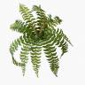 Папоротник Нефролепис зеленый искусственный декоративный 12 листов D75 см 