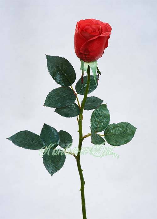 Средняя цена одной розы. Искусственные розы для декора.