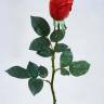 Искусственная роза для декора real-touch "Джессика" 5D*72H красная (полуоткрытая)