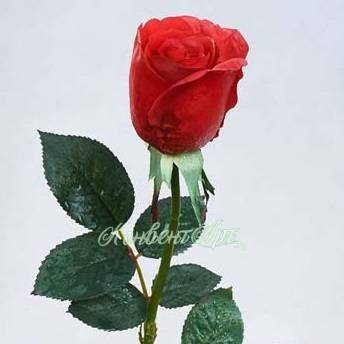 Искусственная роза для декора real-touch Джессика 5D*72H красная (полуоткрытая)