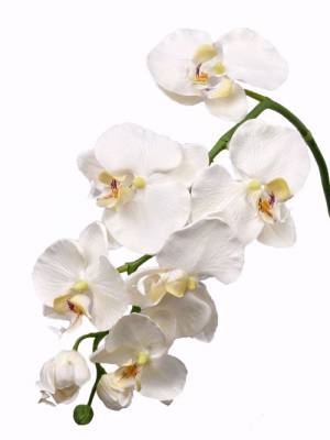 Орхидея Фаленопсис искусственная 11Dх80H кремовый (6 цветков + 3 бутона)