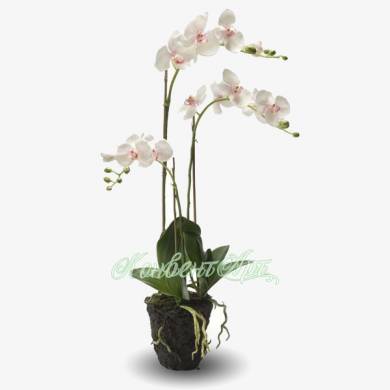 Орхидея Фаленопсис искусственный цветок 75H бело-сиреневый (с корнями и листьями в торфе)