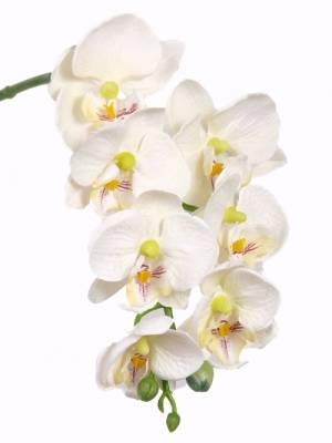 Орхидея Фаленопсис искусственная 7Dx50H кремовый (7 цветков + 3 бутона)